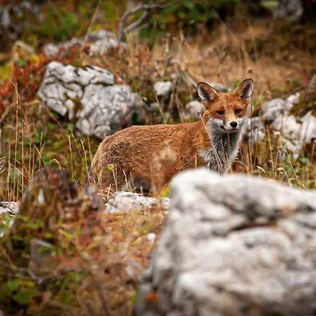 Lejlighed Les Bouvreuils, Vue Alpes & Leman, Jardin Prive *