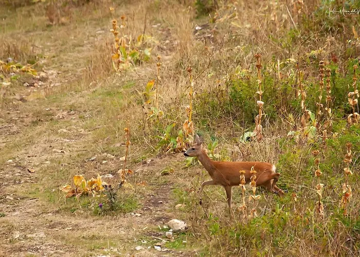Les Bouvreuils, Vue Alpes & Leman, Jardin Prive Апартаменты *