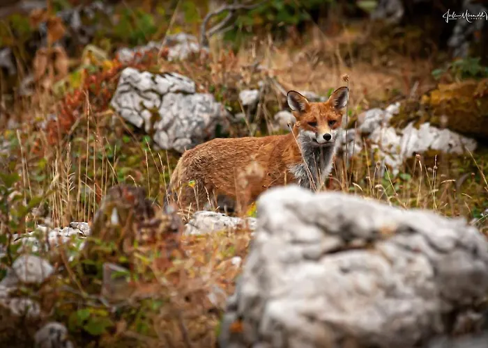 Appartement Les Bouvreuils, Vue Alpes&léman, Jardin Privé *